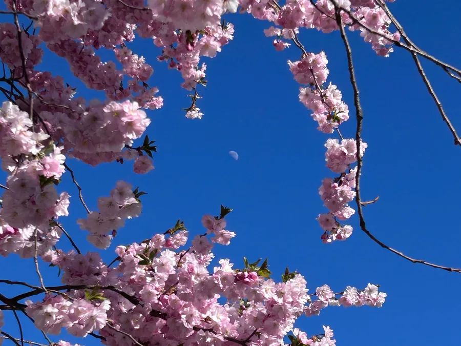 Körsbärsblommor mot klarblå vårhimmel i Sollentuna